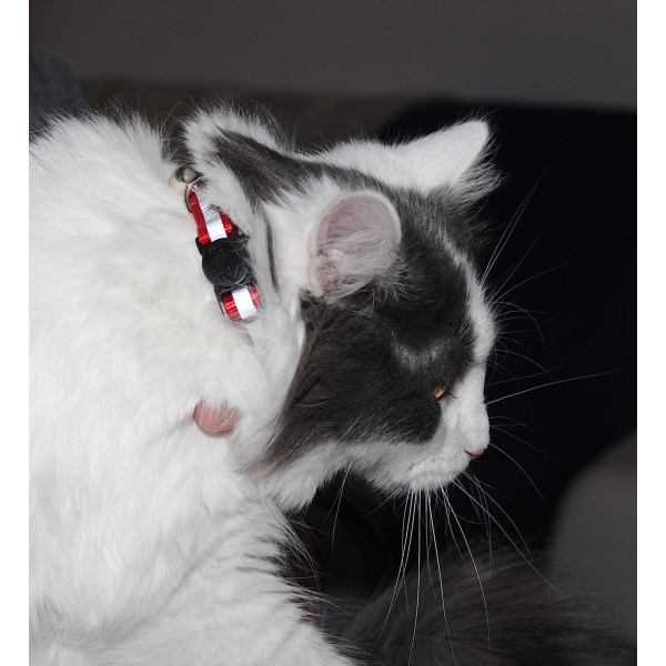 Oppgradert versjon - Reflekterende kattehalsbånd med klokke, sett med 6,