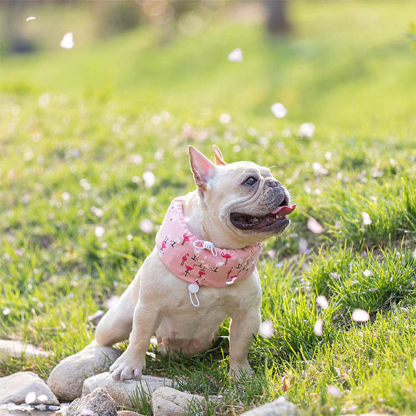 Hundekølekrave med dobbelt snøretræk, reducerer temperatur, justerbar ispose til hunde til gåture, sport, flamingo M(45-60cm)