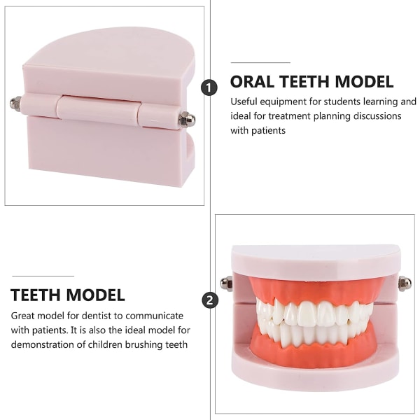 Tandmodeller, praksismodeller til børstning og tandtråd