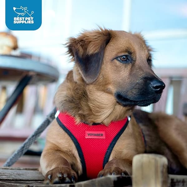 All Weather Mesh Tank Top Vest til små til mellemstore hunde - Sort,