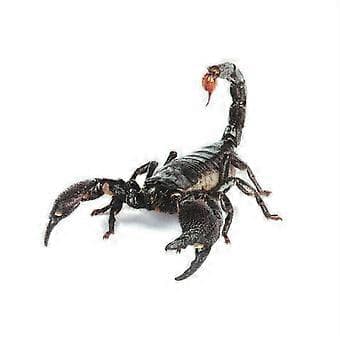 3D Bildekal Spindel Gecko Djur Simulering Bil Bakdekal Realistisk Modifiering