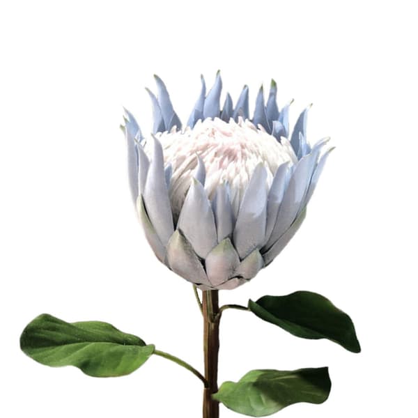 Blå Empress Blomma Sammet Konstgjord Protea för Heminredning