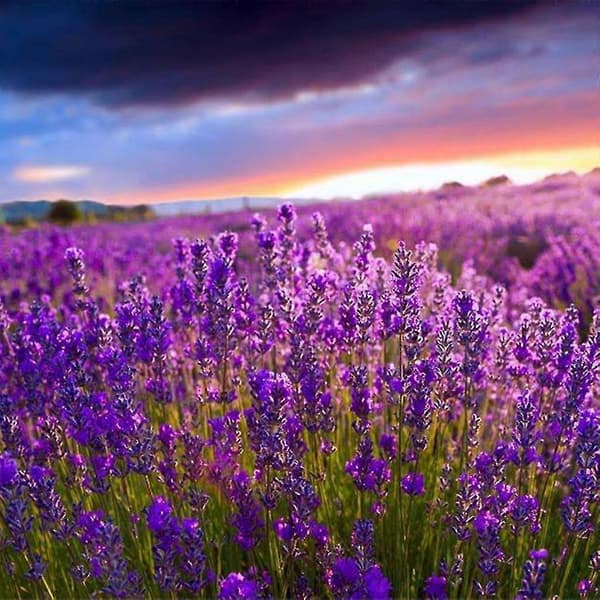 12 Stykker Lavendelpose Fylt Med Premium Tørket Lavendel Enkel Å Bruke