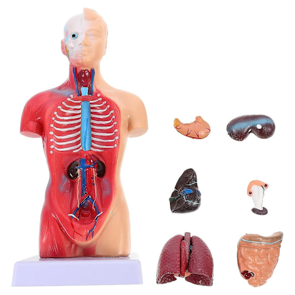 Menneskelig Torso Kroppsmodell Anatomi Anatomiske Indre Organer for Undervisningsbruk