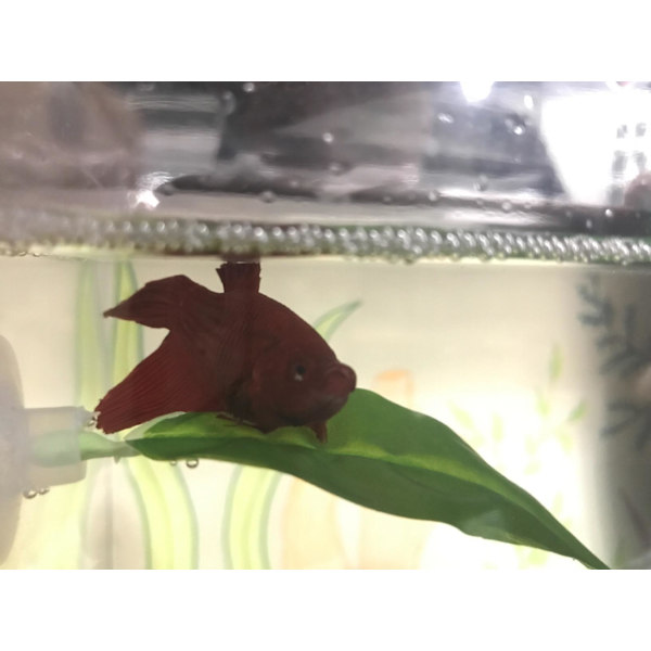 Flytande Bladhängmatta Betta Säng Hammock Form Ark för Akvarium