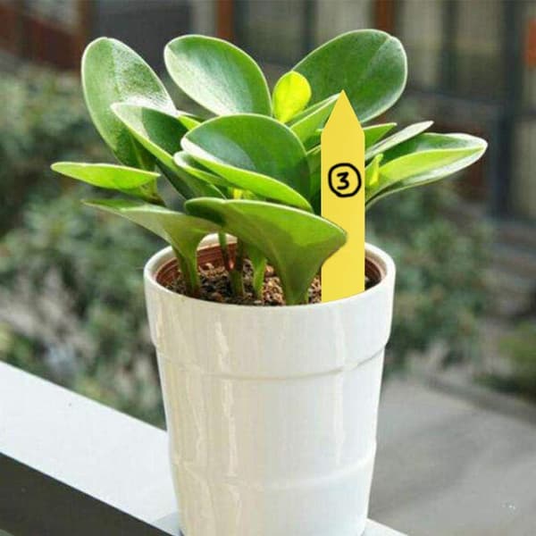*100 st Plastväxtmärkning, Gul Plastträdgårdsetikett 10x2cm*