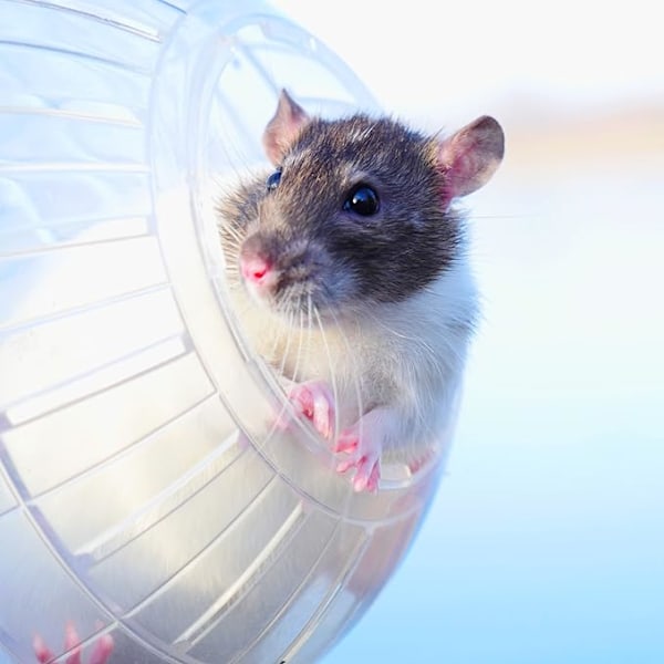 Hamsterlöpkula, leksaker för gnagare, tillbehör, bättre luft
