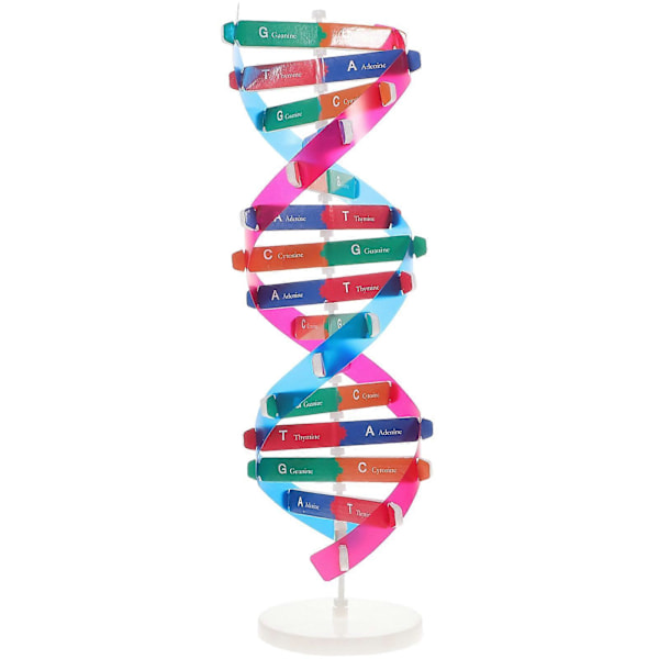 Barn Mannekäng DNA-modell Barn DNA-modell Instrument Dubbel Helix Modell Vetenskap Undervisningsinstrument DNA Displayställ