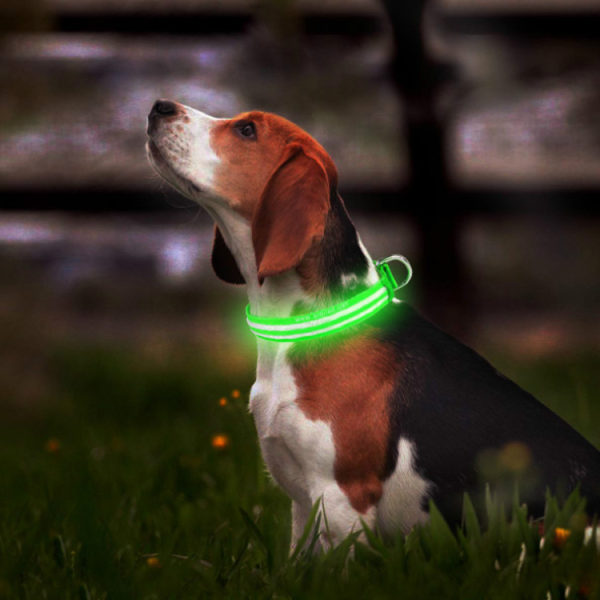 1 Grøn, M Light Up Hundehalsbånd, Genopladeligt Light Up Hundehalsbånd, L