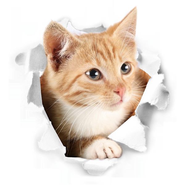 3 st. Väggdekaler Väggdekaler 3d Katt Väggtatueringar Kombination