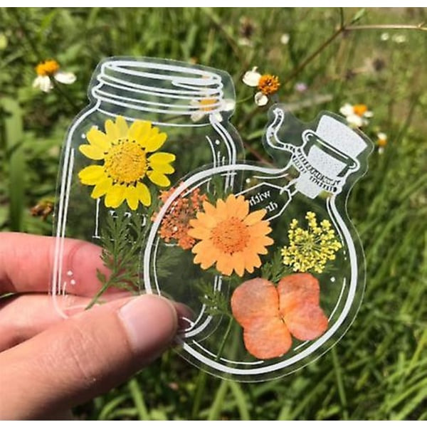 30 st Transparenta Torkade Blombokstäcken, Blombokstäcketillverkare