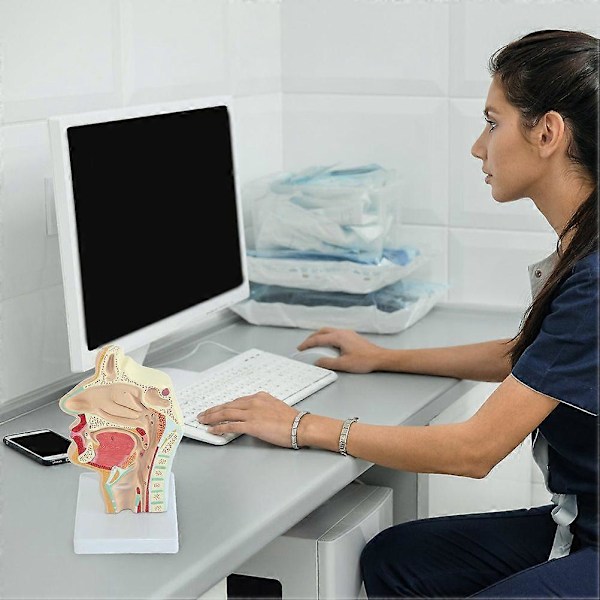 Nesehulemodell Menneskelig Anatomisk Nese Hals Anatomi Modell for Studenter