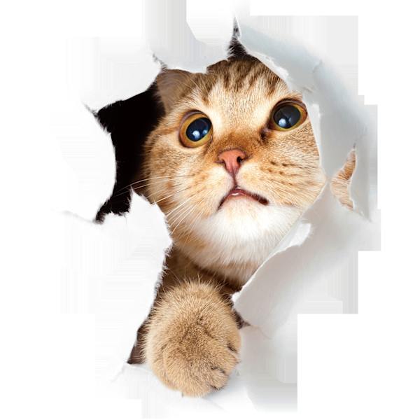 3 st. Väggdekaler Väggdekaler 3d Katt Väggtatueringar Kombination