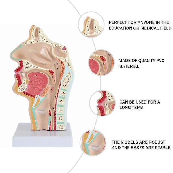 Nesehulemodell Menneskelig Anatomisk Nese Hals Anatomi Modell for Studenter