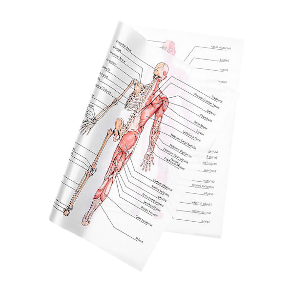1kpl Ihmisen Anatomia Juliste Lihasjärjestelmä Luurankojärjestelmä Juliste Seinälle Ripustettava Anatominen Kaavio