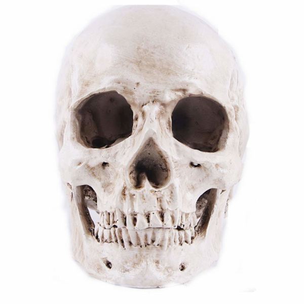 Model 1: 1 Resin Menneskeskalle Anatomisk Undervisning, Dekoration Skalle