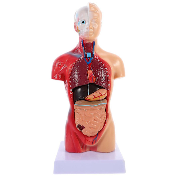 Menneskelig Torso Kroppsmodell Anatomi Anatomiske Indre Organer for Undervisningsbruk