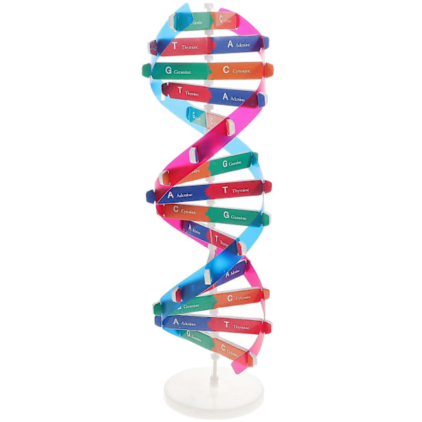 Barne Mannequin DNA Modell Barne DNA Modell Instrument Dobbel Helix Modell Vitenskapelig Undervisningsinstrument DNA Display Stativ