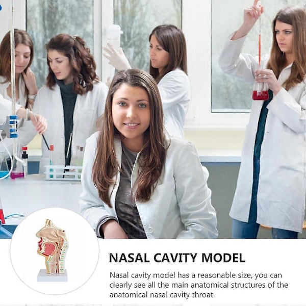 Nesehulemodell Menneskelig Anatomisk Nese Hals Anatomi Modell for Studenter