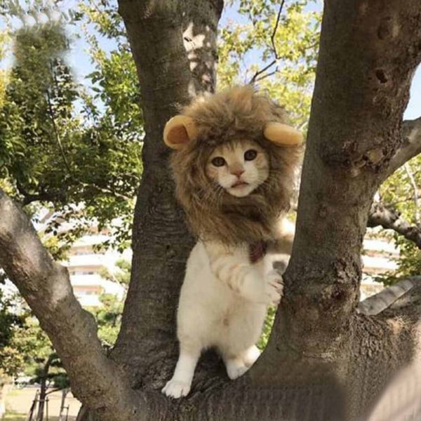 Söt Katt Lejon Mane Kostym (Halsstorlek 28cm), Furry Pet Peruk med