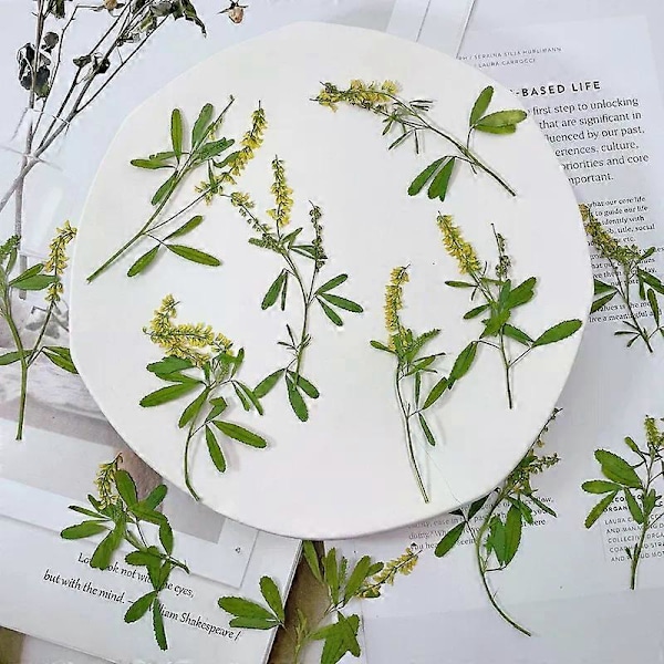 2 st Pressade Blommor för Vaxsigill Bröllopsinbjudningar, Äkta Naturliga Torkade Blommor för Hantverk Gratulationskort, Presentförpackning, Baby Shower, Bröllopsdekor