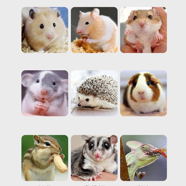 Blå Hamster Racing Rattratt med Akrylställ, Racing Spinner