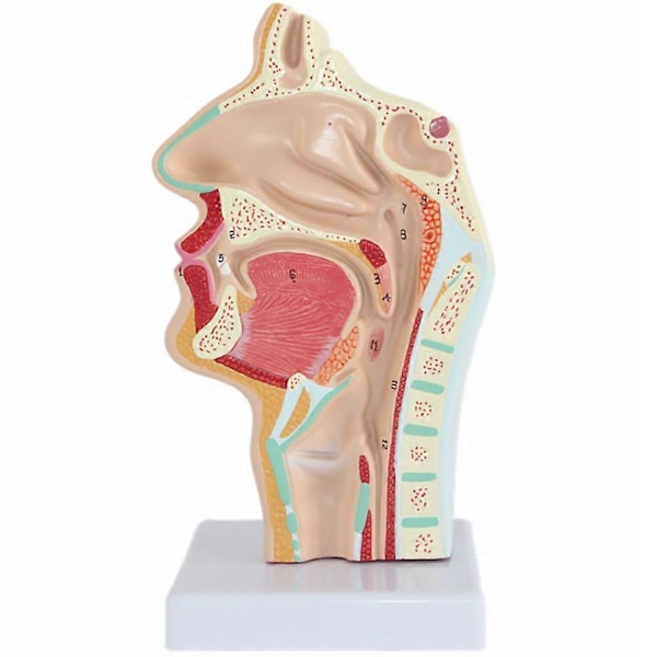 Nesehulemodell Menneskelig Anatomisk Nese Hals Anatomi Modell for Studenter