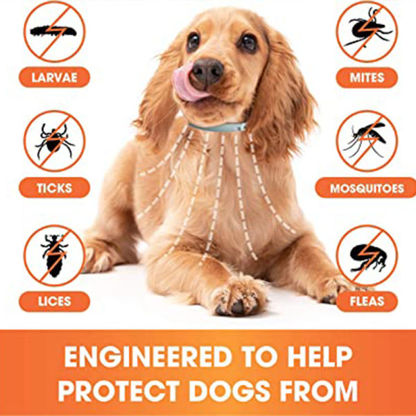 Hundhalsband, långvarigt hundhalsband, säkert och effektivt, 12 månaders förebyggande för dogsamerisk version av den stora hunden