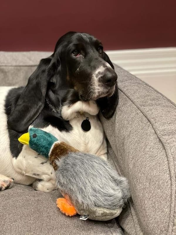 Petface Quacking and Squeaking Duck Plush for Dogs