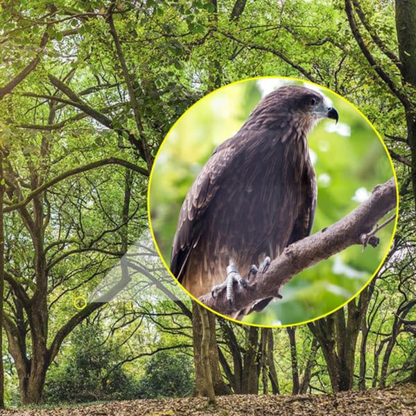 HD 22x25 Kikkertteleskop med oppbevaringspose - Lett og bærbar for observasjon