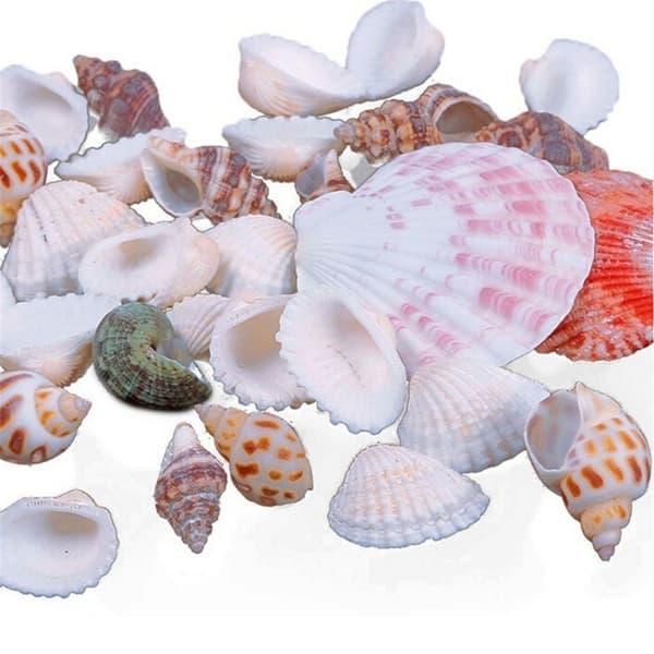 100g blandade strandsnäckor, blandade snäckor, snäckhantverk