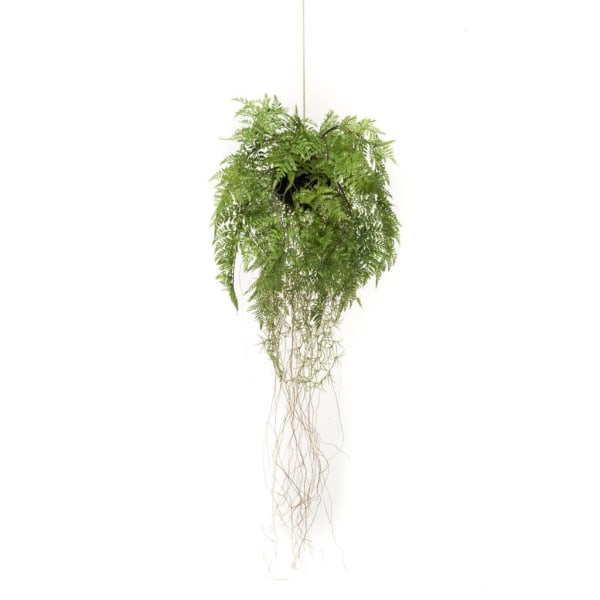 Emerald Konstväxt hängande ormbunke med rötter 35 cm Grön