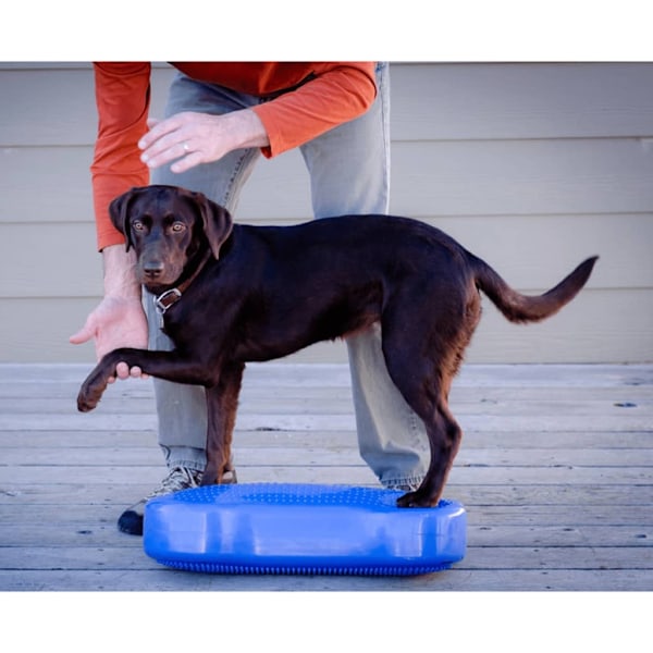 FitPAWS Balansplatta för husdjur K9FITbone PVC himmelsblå FPK9BONEBL Blå