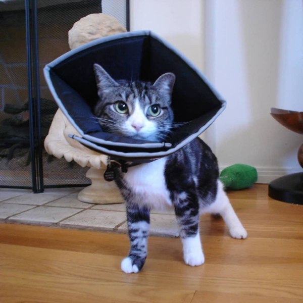 Comfy 2025 cone l