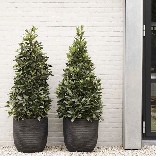 Capi Blomkruka Nature Row 35x34 cm svart KBLRO932 Svart