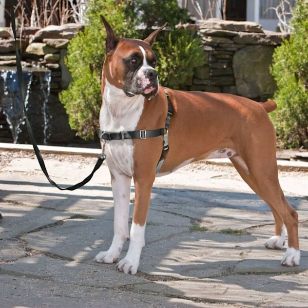 PetSafe Hundsele Easy Walk M svart Svart