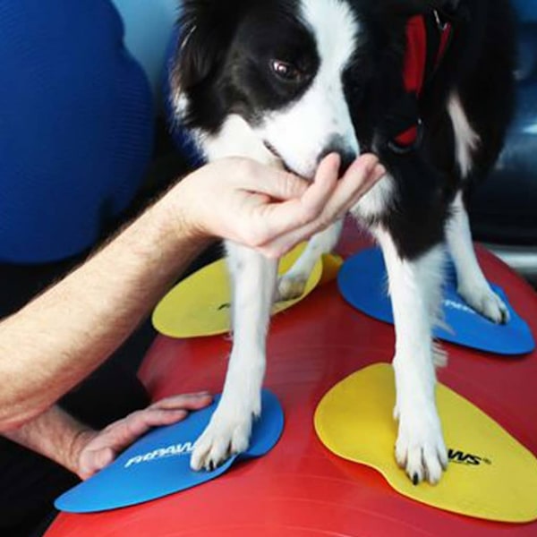 FitPAWS Targetmattor 4 st gul och blå multifärg