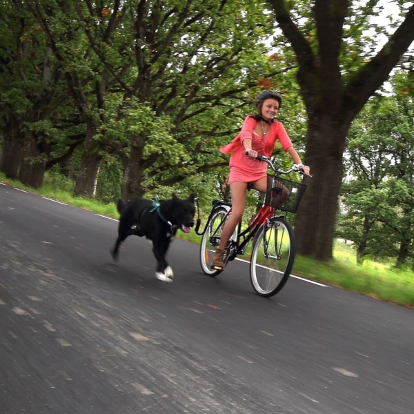 SPRINGER Cykelfäste för hund Svart 6d70 | Black | 1700 | Fyndiq