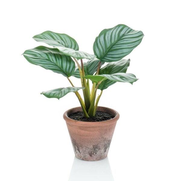 Emerald Konstväxt Calathea Orbifolia Terra i kruka 32 cm Grön