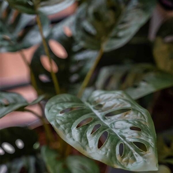 Emerald Konstväxt monstera Monkey Bush i kruka 43 cm Grön