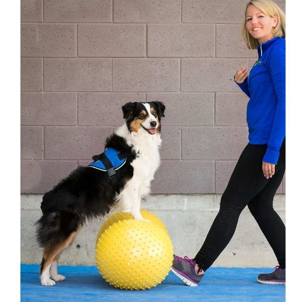 FitPAWS Balansboll för husdjur Trax Peanut 40 cm gul Gul