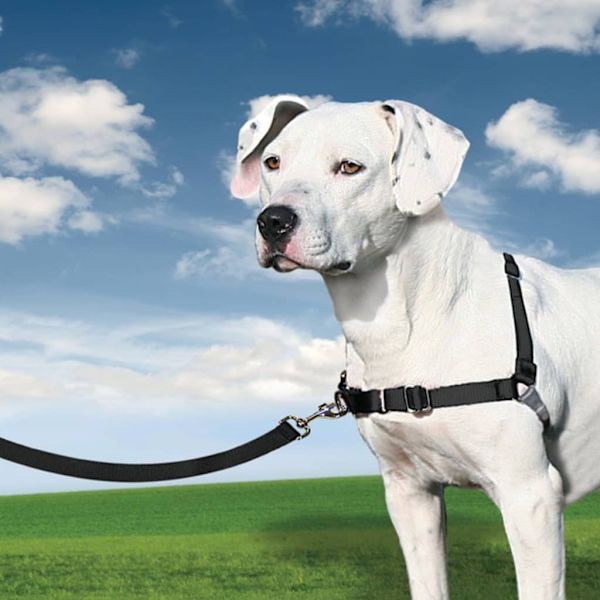 PetSafe Hundsele Easy Walk M svart Svart