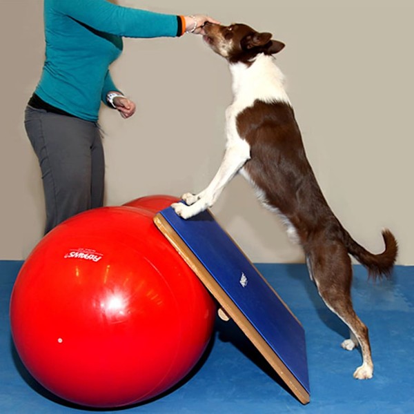 FitPAWS Enorm balansbräda 75x75 cm blå Blå