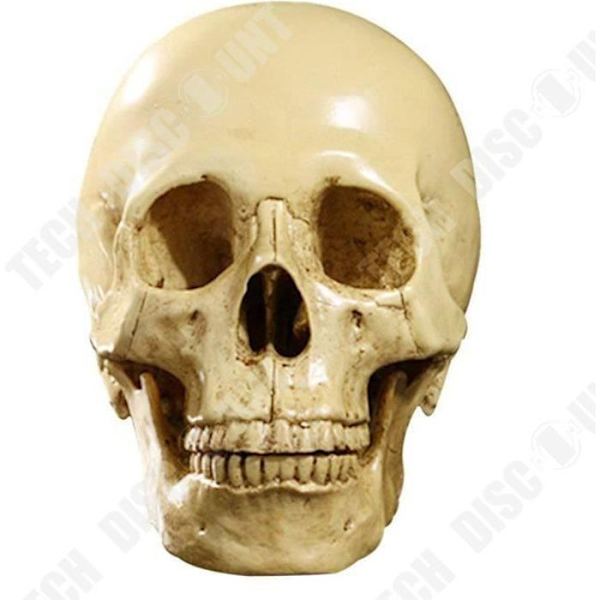 TD® Replika af menneskekranie, helt realistisk, anatomisk undervisning - Horroraften Halloween, nøjagtig farve i harpiks
