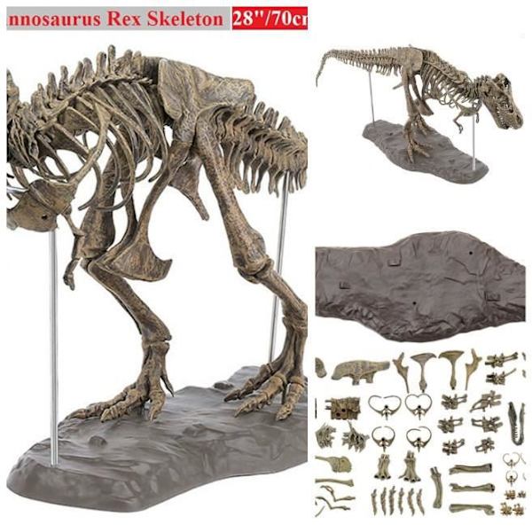 Tyrannosaurus Rex Skelet Dinosaur Dyr Samler Dekor Model Legetøj Dinosaur Skelet Model