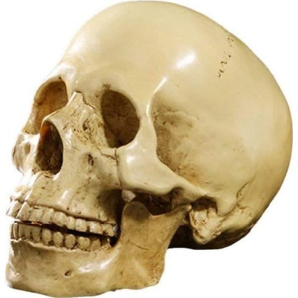 1:1 Human Skull Resin Model Anatomical Teaching Decoration Yellow Aa10539