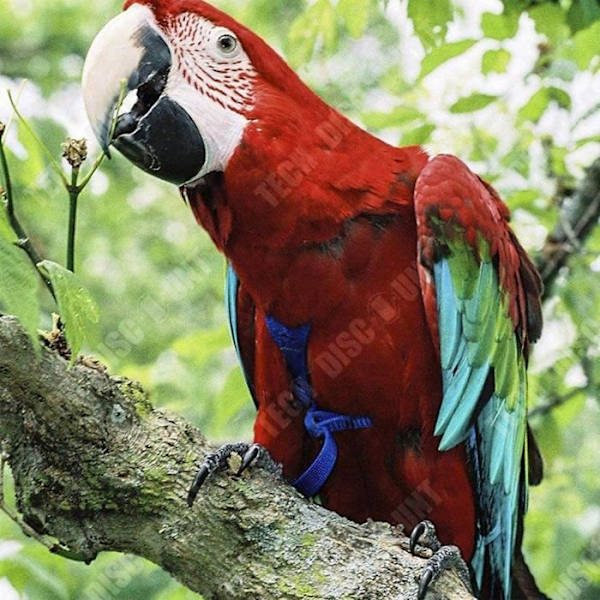 TD® Parrot udgivelse hundesnor anti-bid rep snor grå papegøje ara flyvende snor-XL