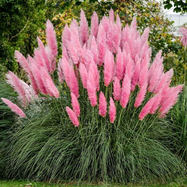 TD 300ST Pampas Gräs Sechees Dekoration Pampas Gräsfrön Trädgårdsfrön Hemmakontor Trädgårdsdekoration Rosa
