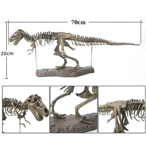Tyrannosaurus Rex Skelet Dinosaur Dyr Samler Dekor Model Legetøj Dinosaur Skelet Model