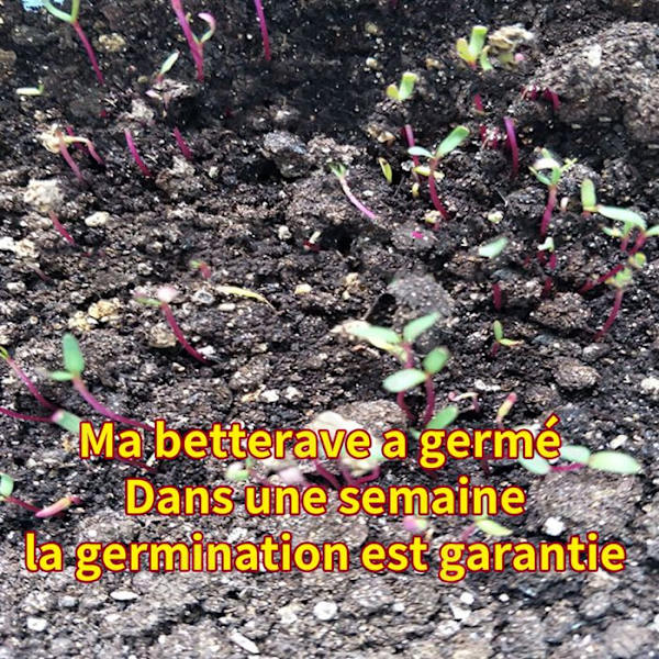 TD Punajuurensiemenet sokeripitoisuus 5 % siemenet astiassa voidaan käyttää vihannes- ja hedelmäsalaateissa.